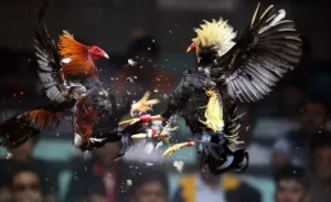 Tuyệt Chiêu Chơi Đá Gà Sabong Tại 666VN Từ Cao Thủ